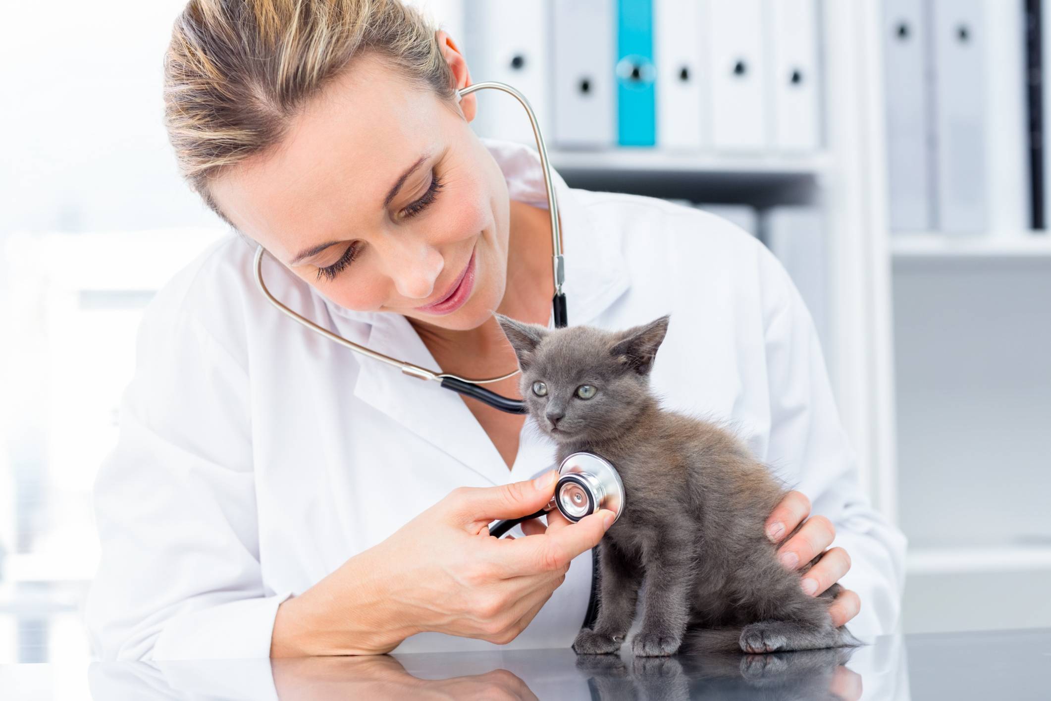veterinaire-examinant-un-chaton